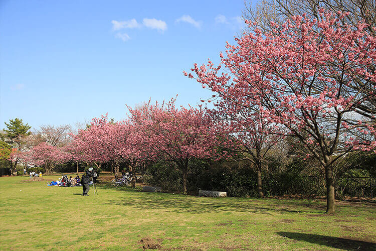 本牧山頂公園の横浜緋桜