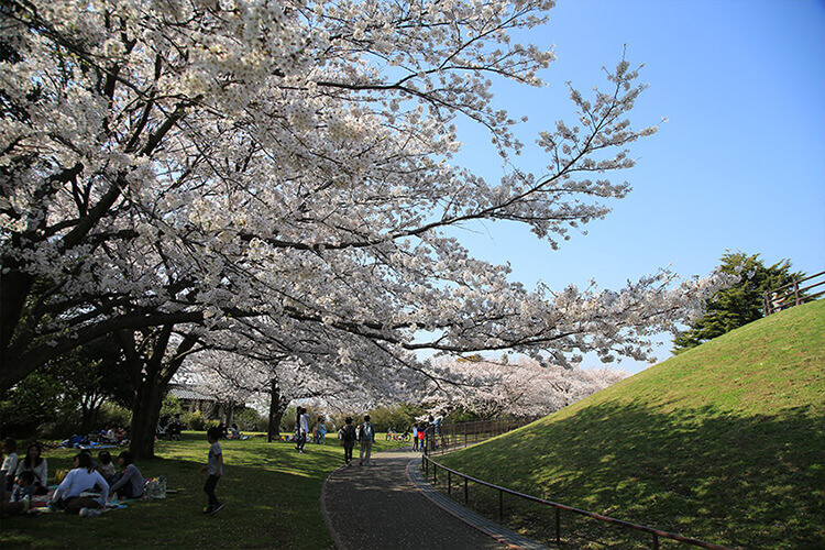 本牧山頂公園の桜と青空