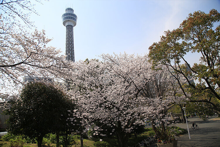 山下公園から桜越しのマリンタワー