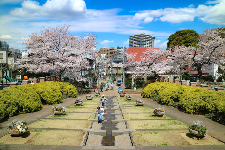 元町公園の桜