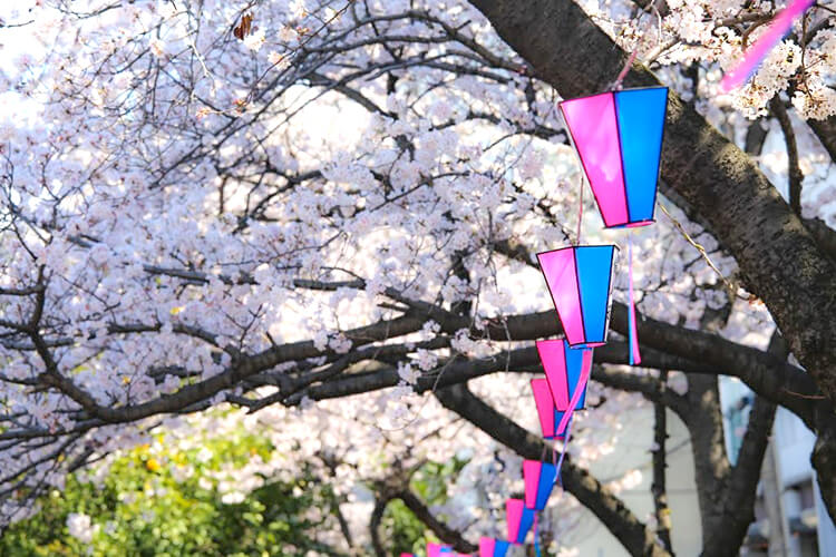 大岡川と桜まつり