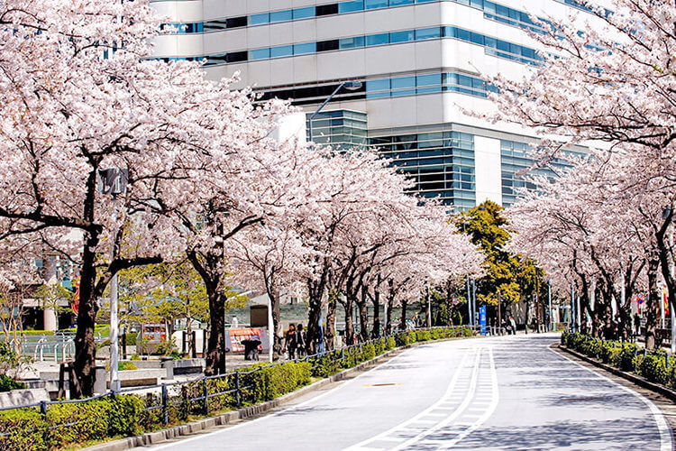 横浜みなとみらい　さくら通りの桜