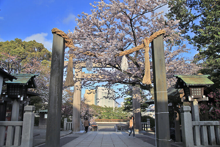 伊勢山皇大神宮の参道から桜を見る