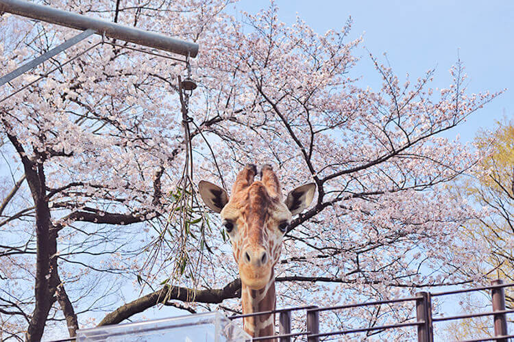 横浜市立野毛山動物園のキリンと桜