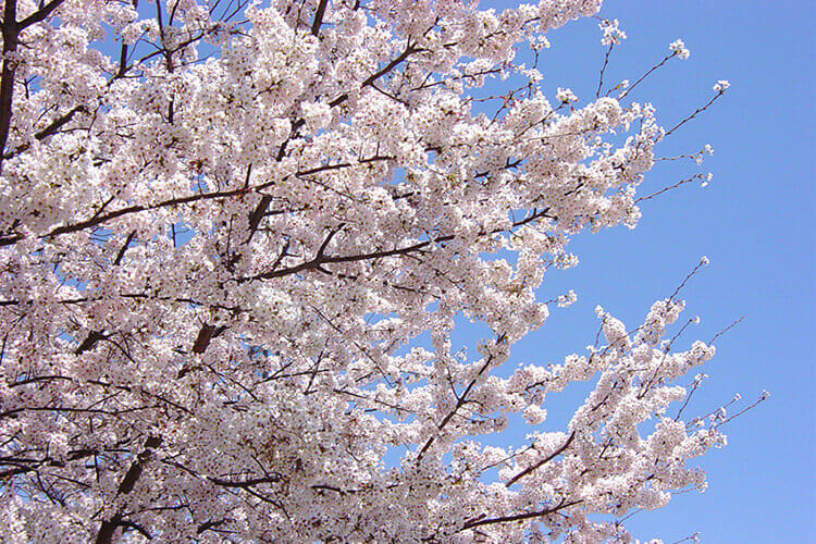 横浜・八景島シーパラダイスの青空と桜