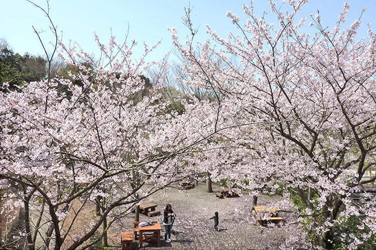 金沢自然公園・金沢動物園のお花見スポット