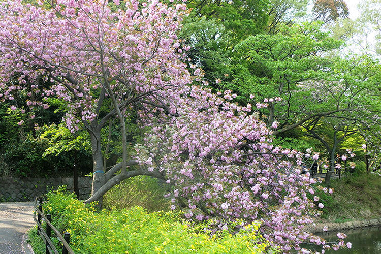 神奈川県立三ツ池公園の桜と花々