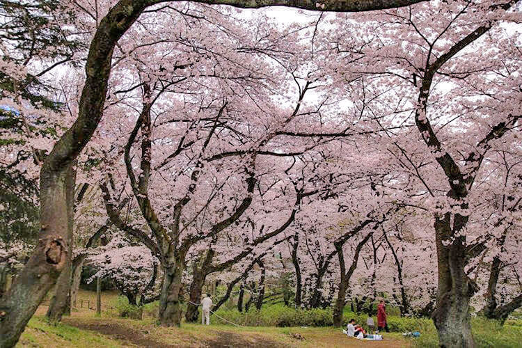 三ツ沢公園競技場と桜