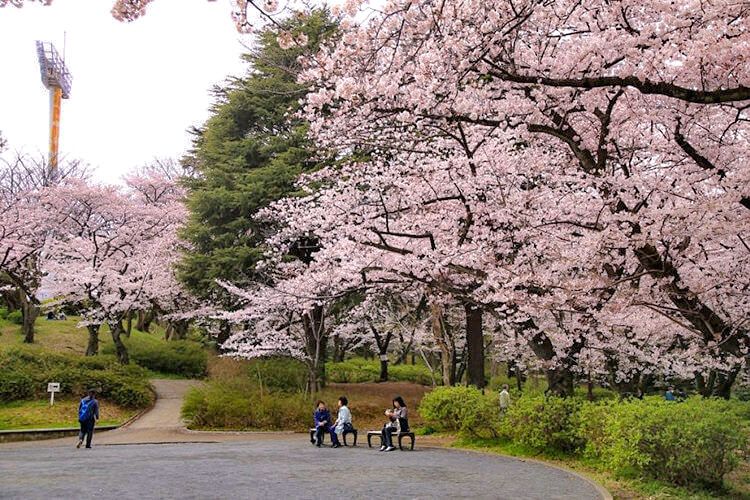 三ツ沢公園のお花見スポット