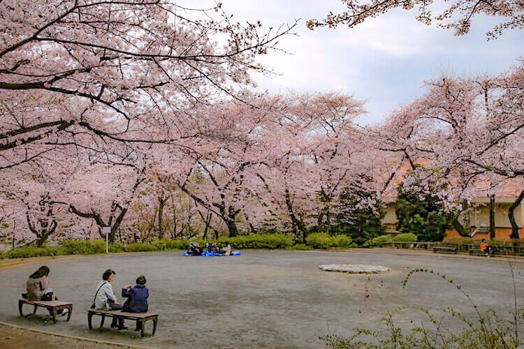 三ツ沢公園のベンチと桜