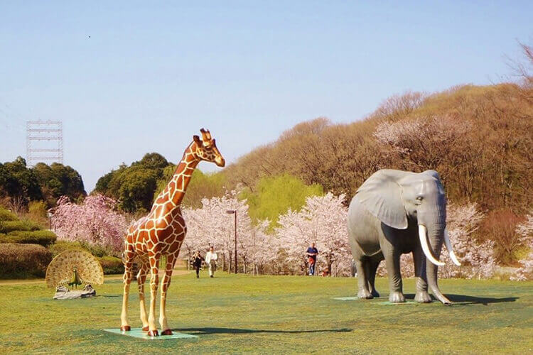 よこはま動物園ズーラシア桜ところころ広場の象とキリン