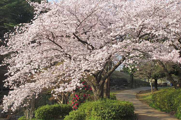 岸根公園の桜