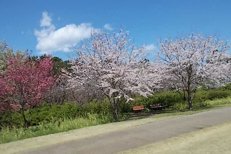 俣野別邸庭園の桜