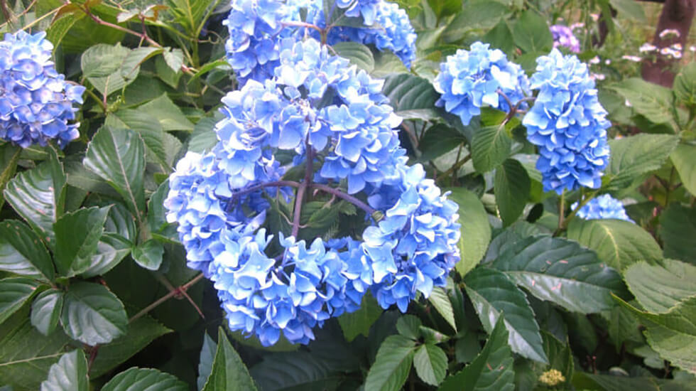 県立三ツ池公園 あじさい