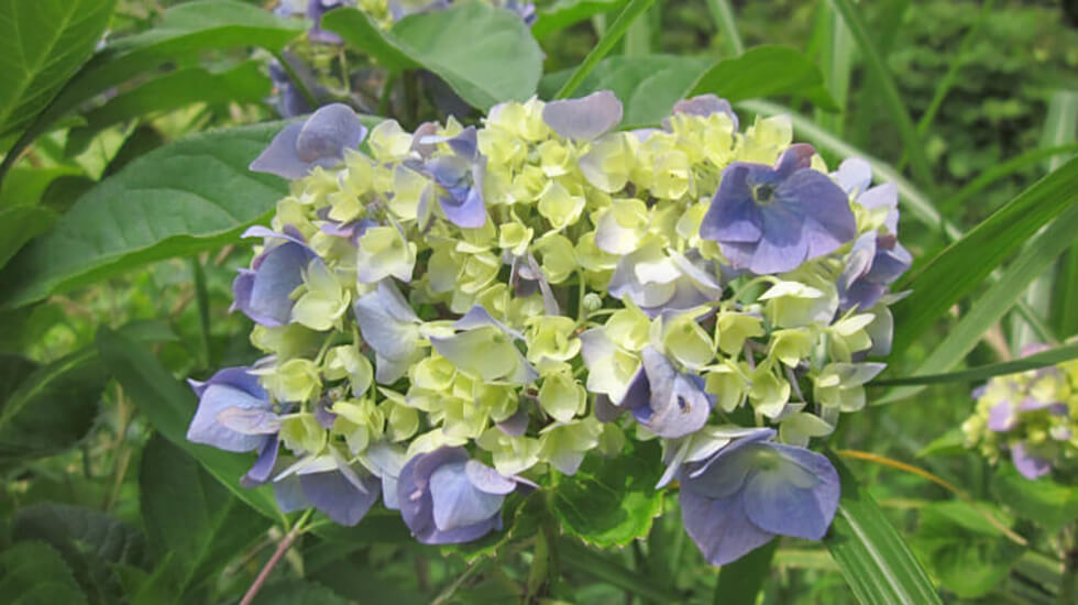 県立三ツ池公園 あじさい
