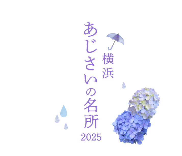 横浜 あじさいの名所2025