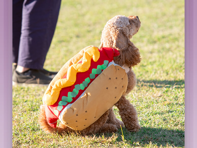 YOKOHAMA GOGO DOG FES 2026 Autumn