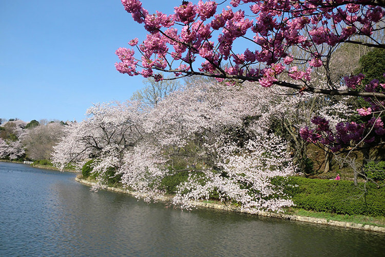 神奈川県立三ツ池公園 の池辺のサクラ