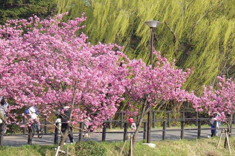 神奈川県立三ツ池公園 の桜とヤナギ