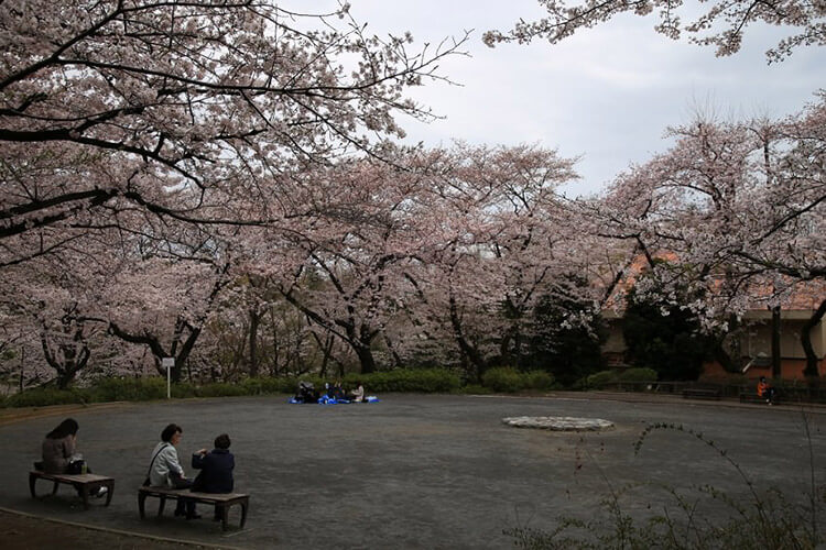 三ツ沢公園のベンチと桜