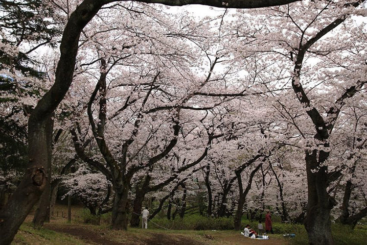 三ツ沢公園　1400本の桜