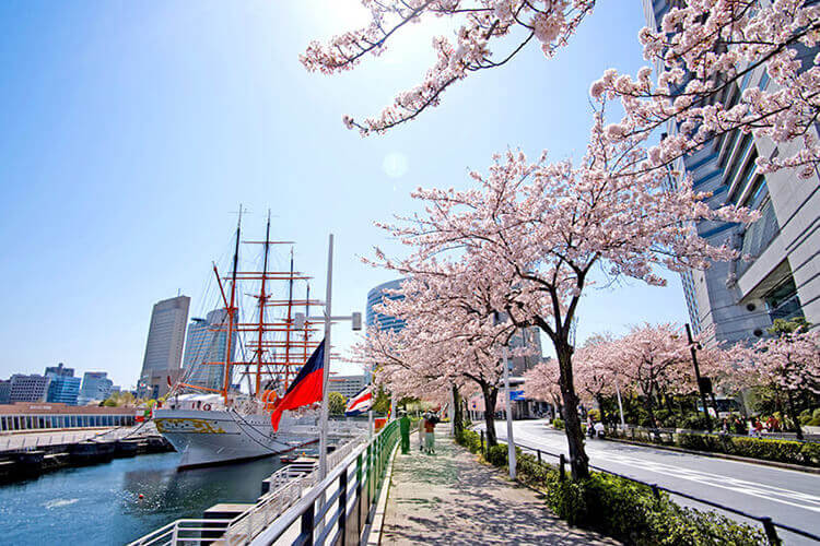 さくら並木と帆船日本丸