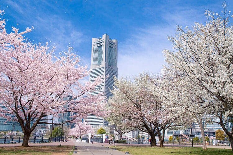横浜みなとみらい　汽車道から桜とランドマークタワー