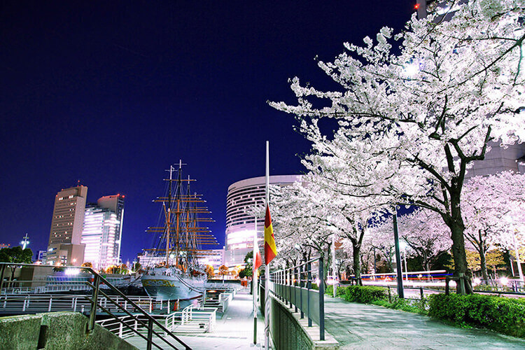 夜桜のさくら通りと帆船日本丸