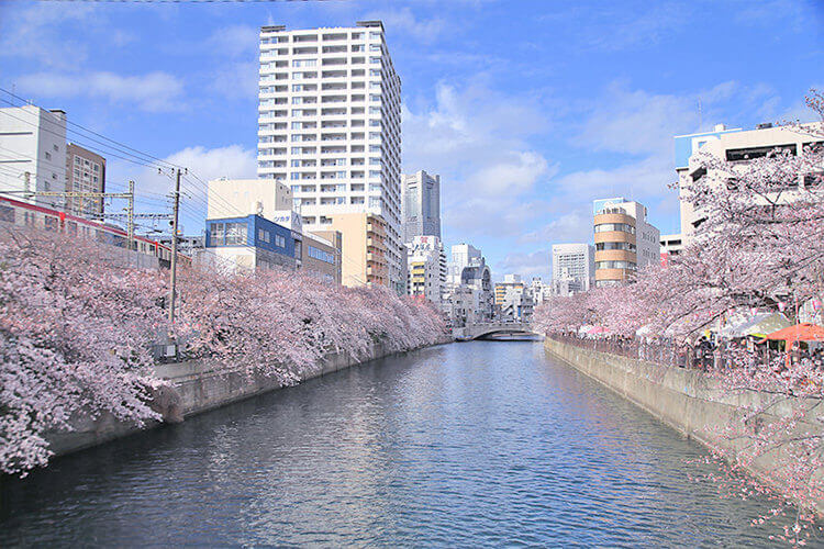 大岡川と両岸の桜