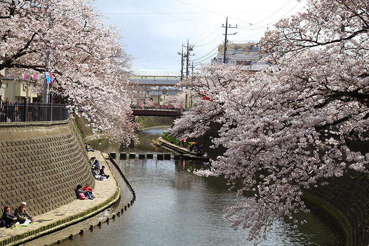 大岡川と南区桜まつり