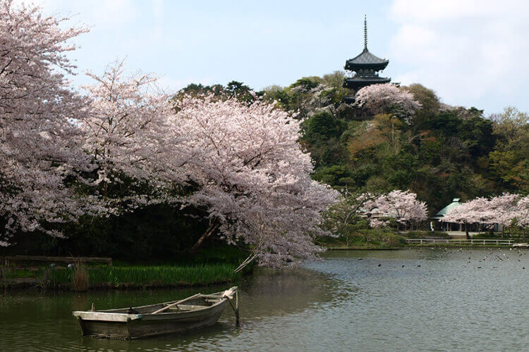 大池と三重塔と池辺の桜