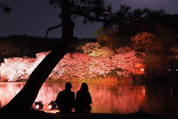 三溪園の観桜の夕べ