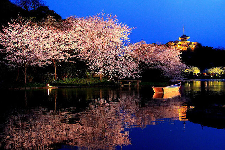 桜ライトアップ　三溪園大池