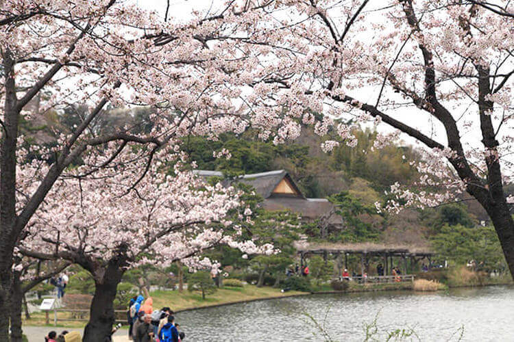 大池越しの桜と鶴翔閣