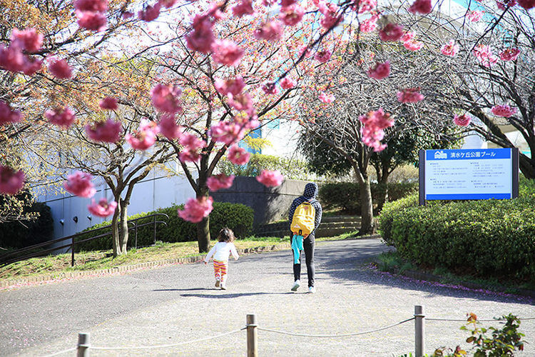 清水ヶ丘公園のお花見　お散歩コース