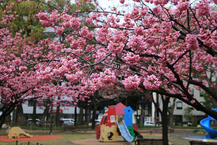 横浜公園の横浜緋桜　ヒザクラ