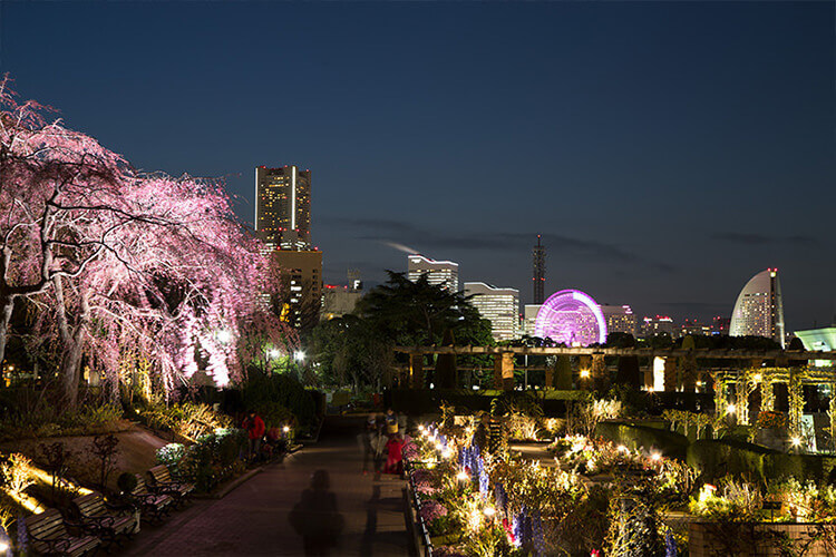 夜桜スポット　山下公園未来のバラ園からみなとみらい