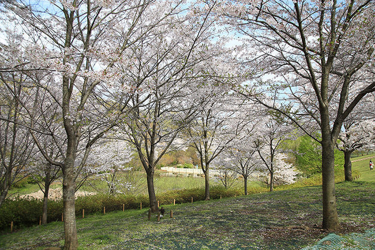 よこはま動物園ズーラシア　桜のお花見スポット