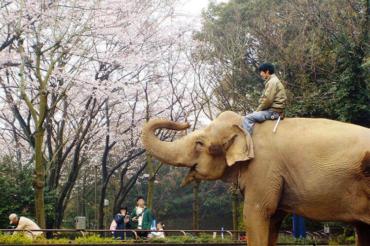 金沢動物園の象と桜