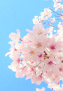 【2021年版】横浜のおすすめ桜スポット＆名所 28選