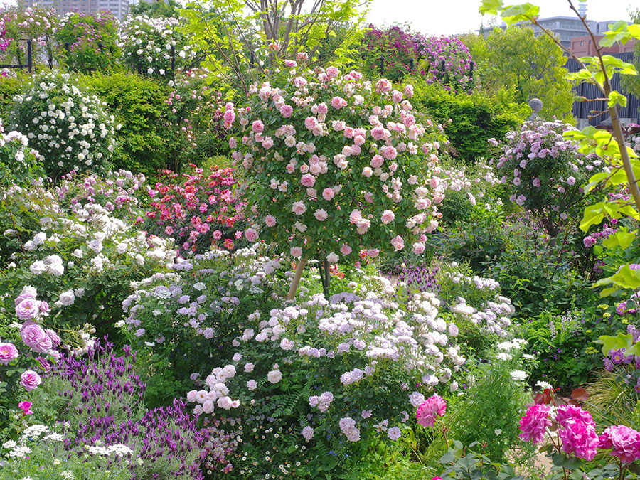 横浜イングリッシュガーデン バラ