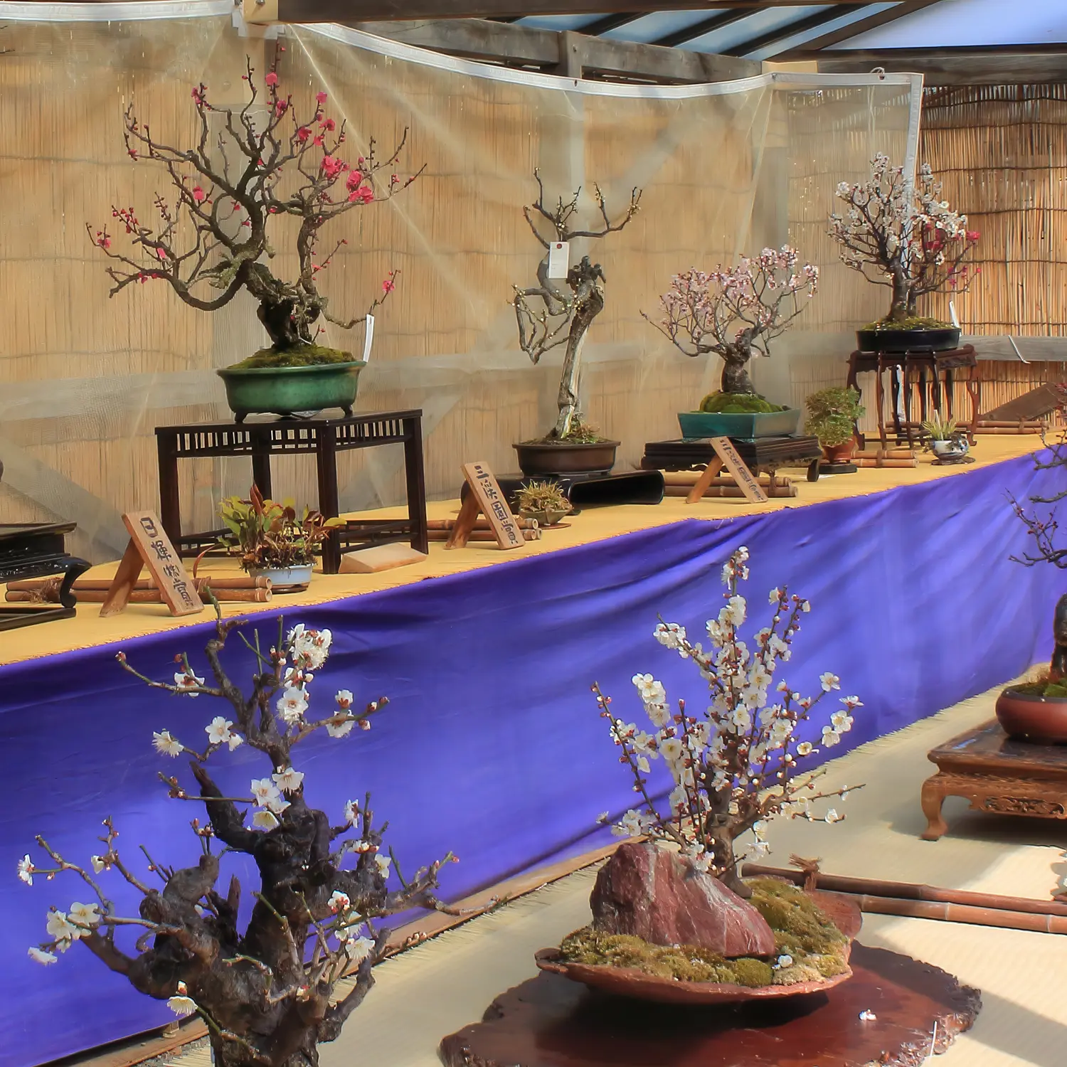 観梅会盆栽展