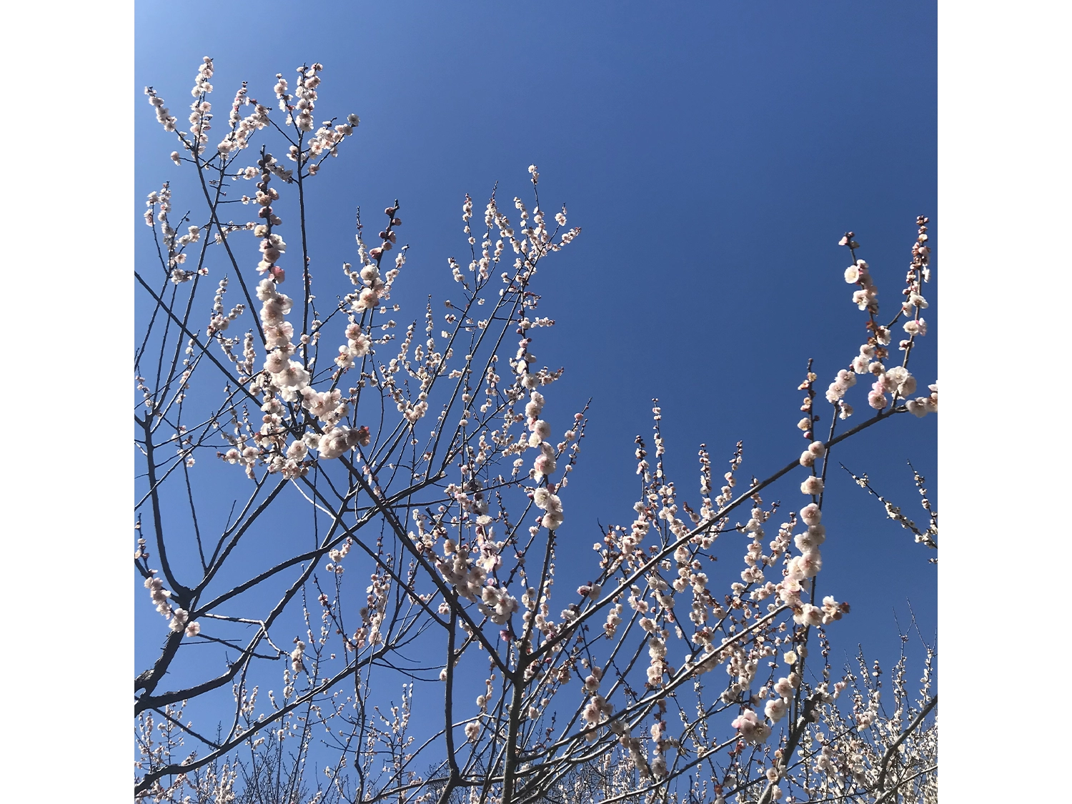根岸森林公園