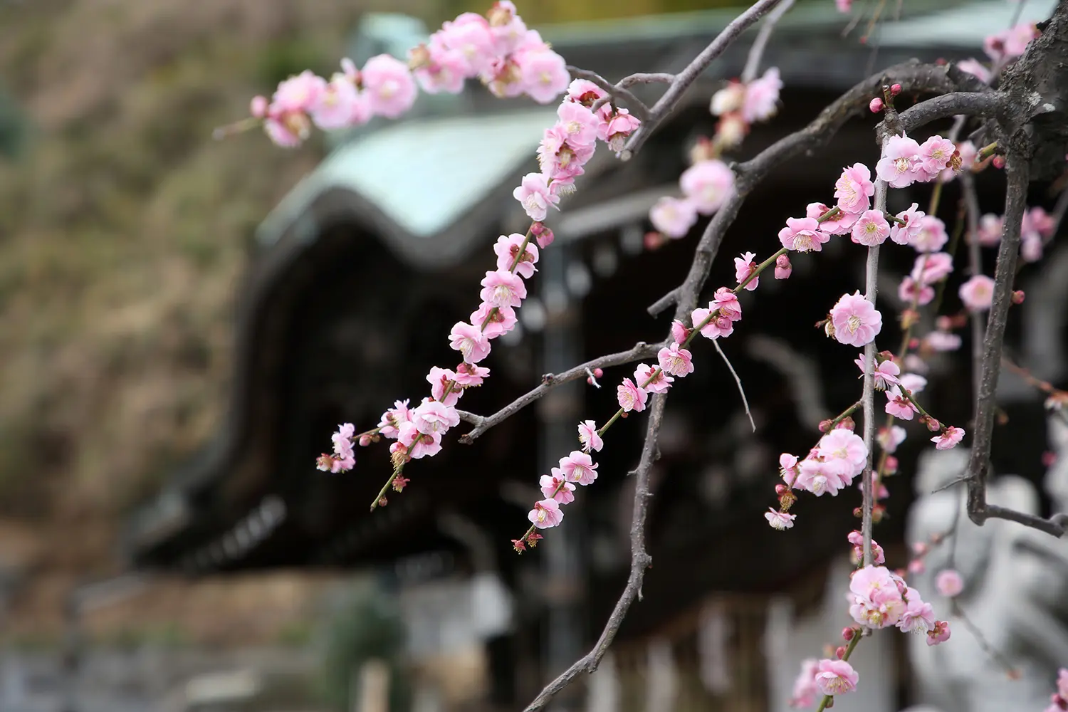 牛頭山 妙法寺（杉田梅まつり）