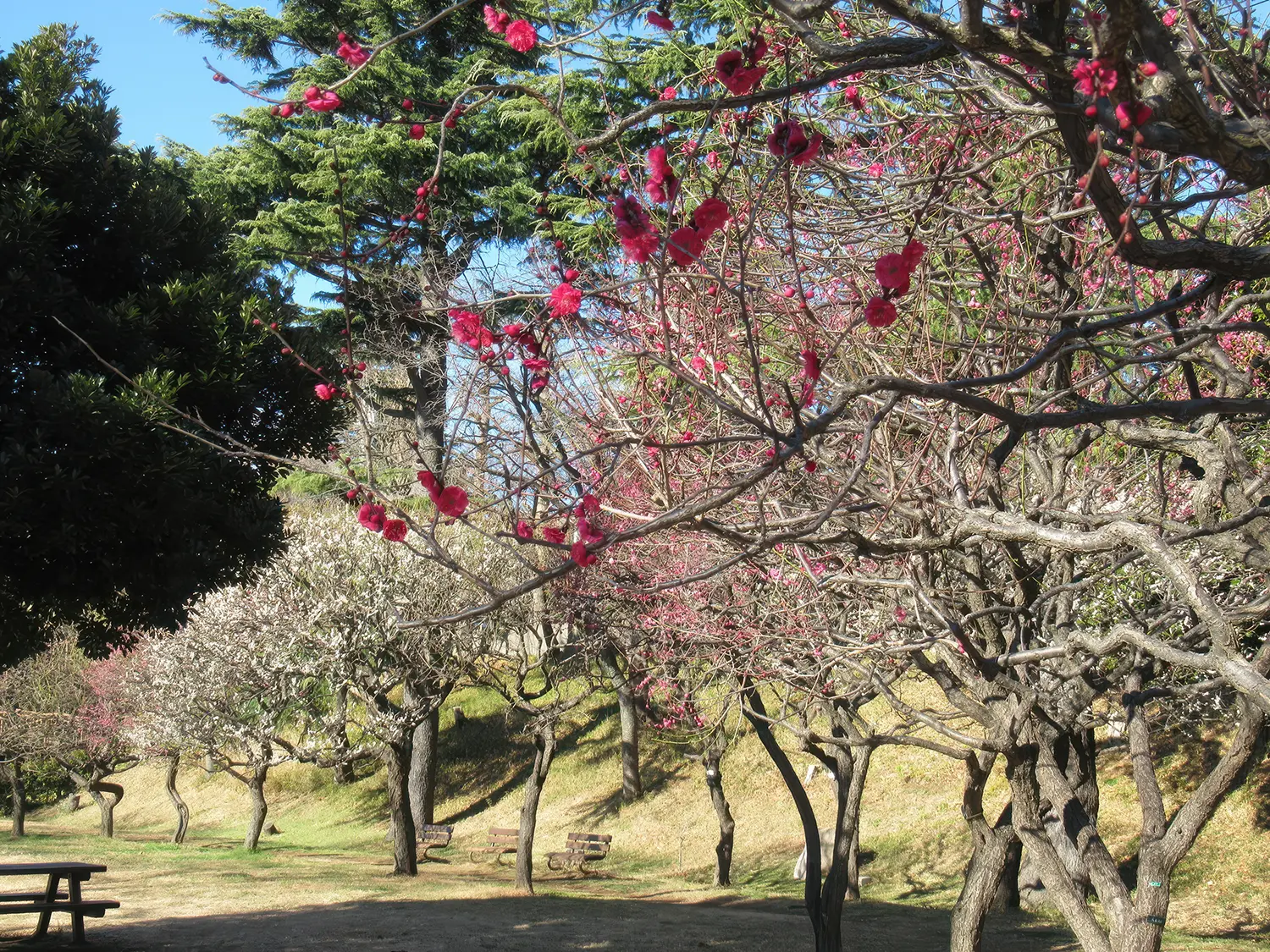 保土ケ谷公園　梅園