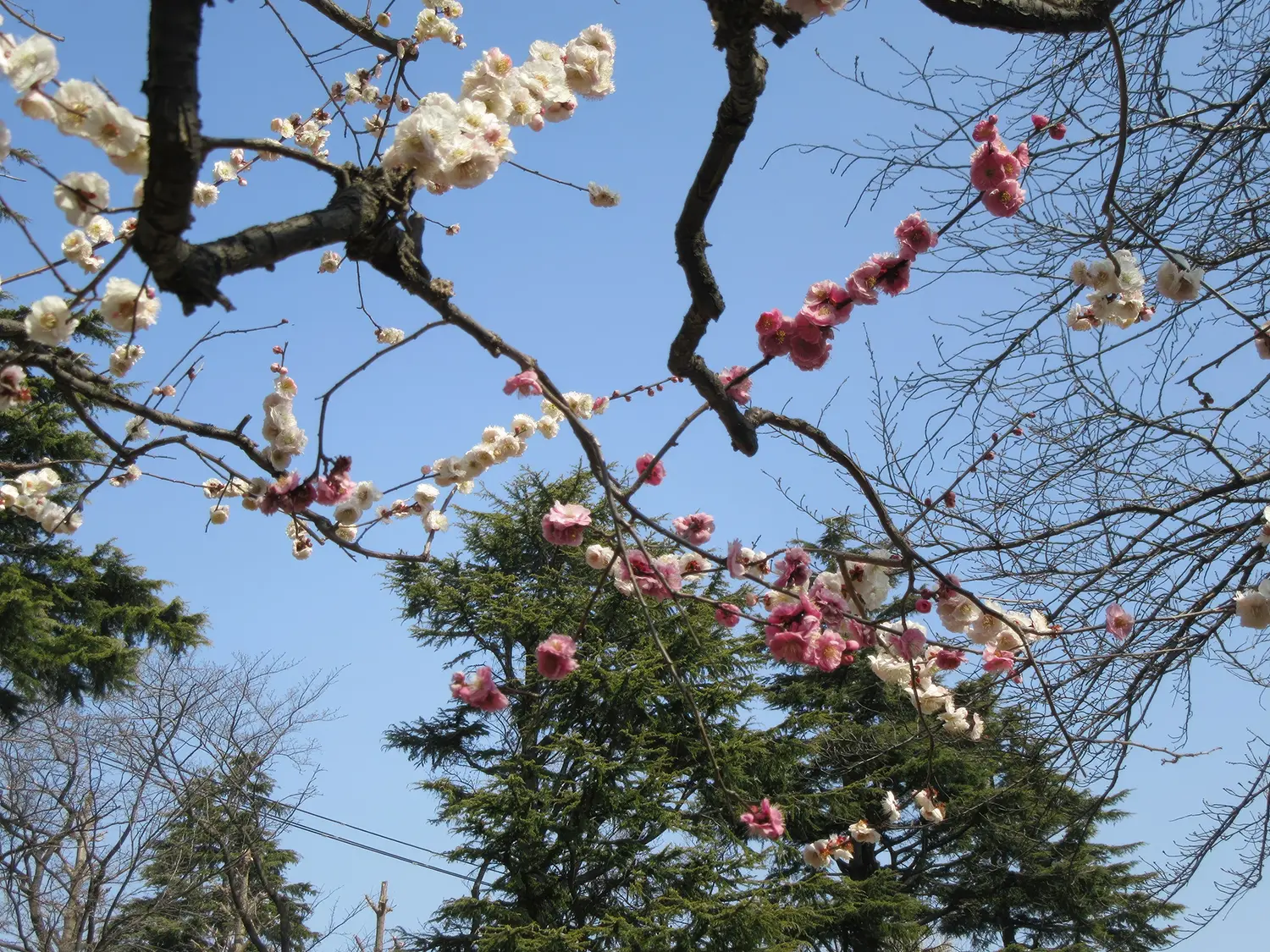 保土ケ谷公園　梅園