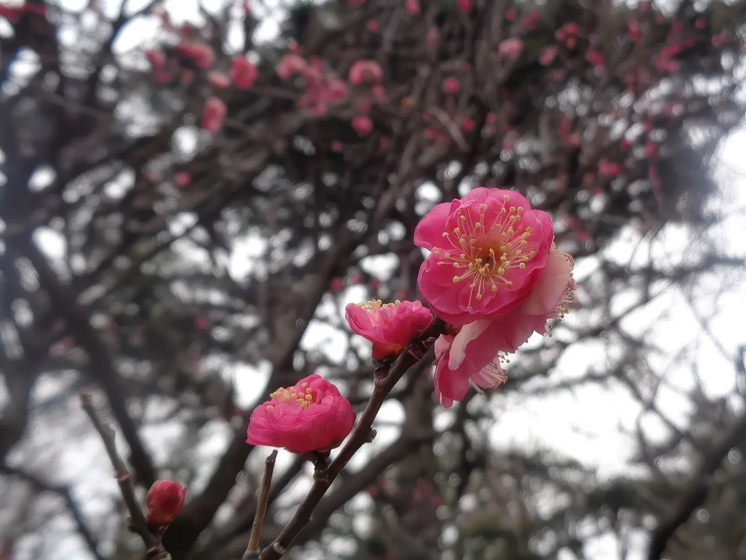 保土ケ谷公園　梅園