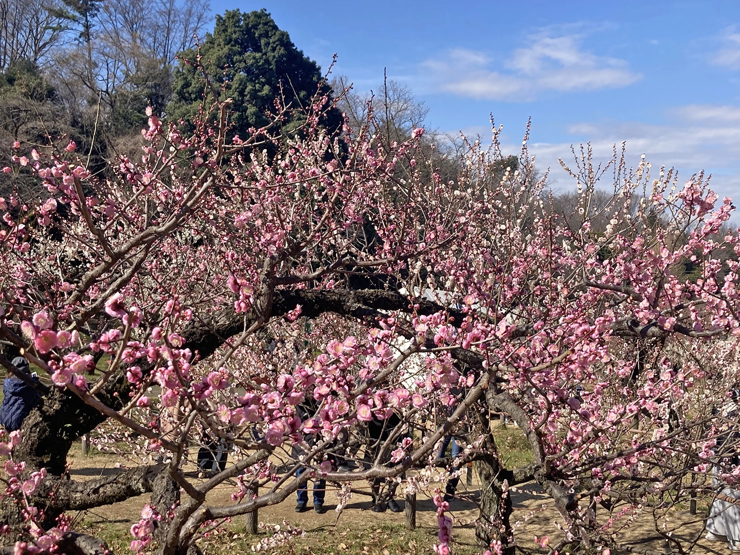 大倉山公園　梅林