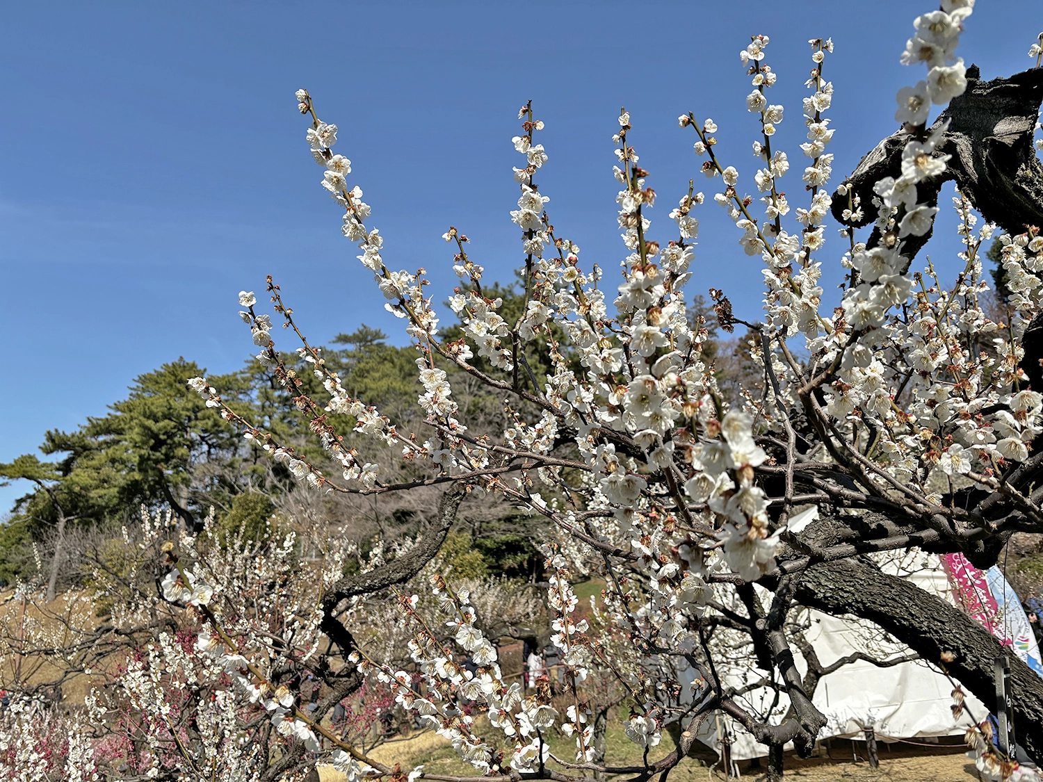 大倉山公園　梅林