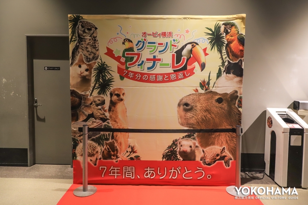 感謝と恩返し 7年の歴史に幕を下ろす オービィ横浜 で動物に癒される 公式 横浜市観光情報サイト Yokohama Official Visitors Guide